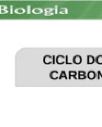 Ciclo Do Carbono